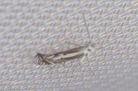 Isophrictis lineatella