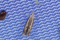 Isophrictis lineatella