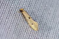 Tinea trinotella