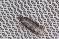 Gelechia sororculella