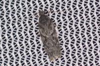 Gelechia muscosella