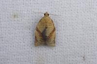 Clepsis consimilana