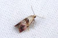 Neocochylis millierana