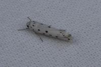 Ethmia terminella