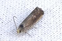 Grapholita caecana