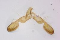 Grapholita caecana