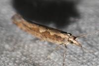 Plutella xylostella