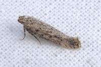 Parapodia sinaica