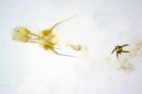 Parapodia sinaica