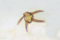 Parapodia sinaica