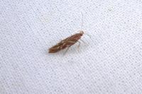 Pyroderces argyrogrammos