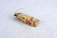 Rhyacionia buoliana