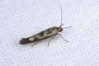Scythris limbella