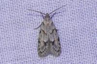 Symmoca signatella