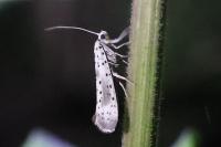 Yponomeuta irrorella
