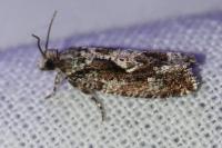 Zeiraphera isertana