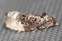 Hedya nubiferana