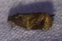 Ditula angustiorana