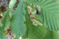 Cameraria ohridella