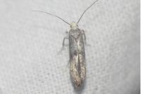 Paraswammerdamia