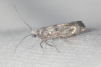 Paraswammerdamia