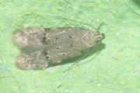 Teleiodes vulgella