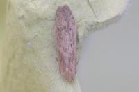 Blastobasis lacticolella