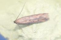 Metzneria metzneriella