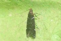 Argolamprotes micella