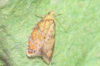 Acleris bergmanniana