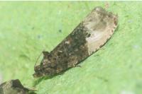 Hedya nubiferana
