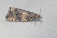 Celypha lacunana