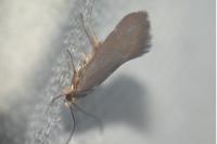 Crassa unitella