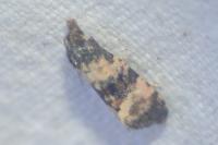 Cochylichroa atricapitana