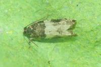 Gypsonoma sociana