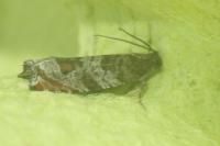 Ancylis achatana