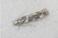 Parachronistis albiceps