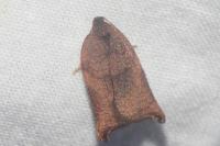 Archips podana