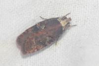 Agonopterix conterminella