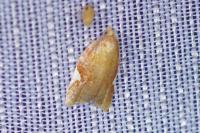Acleris holmiana