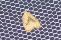 Acleris forsskaleana