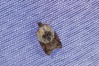 Acleris variegana
