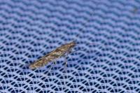 Caloptilia cuculipennella