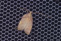 Carcina quercana