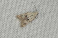 Elachista maculicerusella
