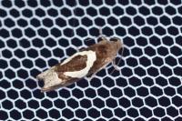 Epiblema foenella