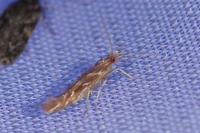 Pyroderces argyrogrammos