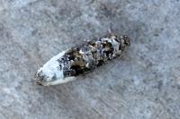 Hedya nubiferana
