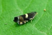 Grapholita fissana