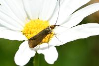 Nemophora metallica
